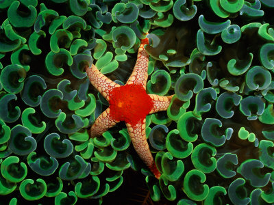 Buy A Red-Tipped Starfish Walks Through a Mass of Anchor Coral at AllPosters.com