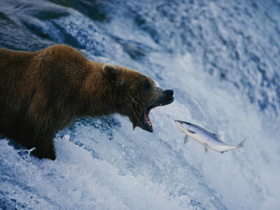 Buy A Grizzly Bear Opens Wide for a Mouth Full of Salmon at the Brooks Falls Fishing Grounds at AllPosters.com