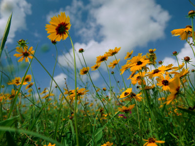 Buy Wild Sunflowers in a Field at AllPosters.com