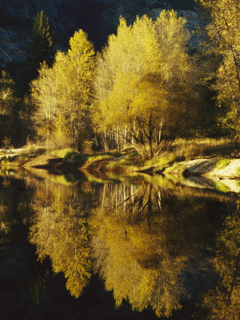 Buy Autumn Trees Reflected in the Merced River at AllPosters.com