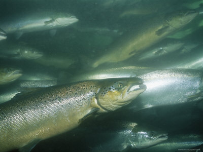 Buy A School of Salmon Swim Past the Camera at AllPosters.com