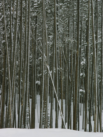 Buy Lodgepole Pine in the Snow at AllPosters.com