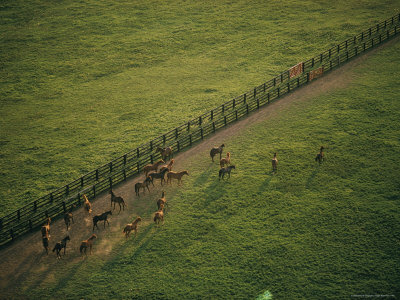 Buy Aerial View of a Herd of Horses in a Fenced-In Pasture at AllPosters.com