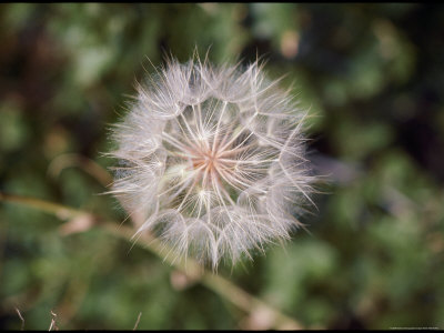 A Dandelion Before its White Puffy Seeds Blow Away
