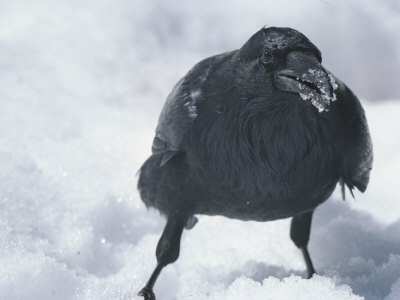 Buy A Raven Eats a Mouthful of Snow at AllPosters.com