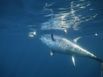 Buy A Giant Bluefin Tuna Feeds at the Waters Surface at AllPosters.com