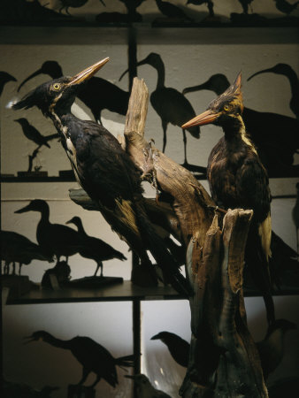 Specimens of Now Extinct Ivory-Billed Woodpeckers Stand in a Museum