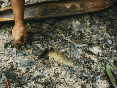 Buy Fresh Footprints, Maybe 15 Minutes Old, Indicate Flecheiros are Nearby at AllPosters.com