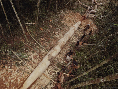 Buy The Team Uses Axes and Machetes to Carve a Tree Trunk into a Canoe at AllPosters.com