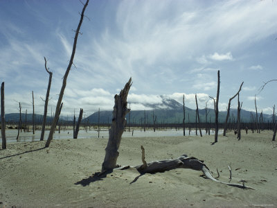 Buy Trees Killed by Mudflows from Nearby Volcanoes Dot the Plain at AllPosters.com