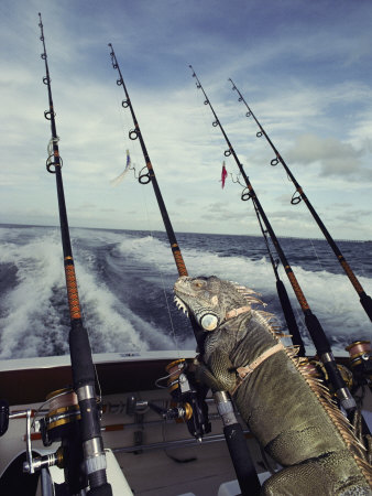 A Pet Iguana Appears to Be Fishing from the Back of a Moving Boat