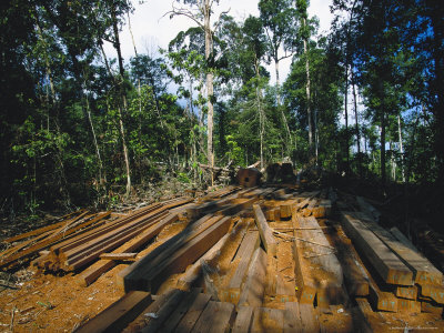 Illegal Logging Site, Felled Trees Milled into Lumber on Site