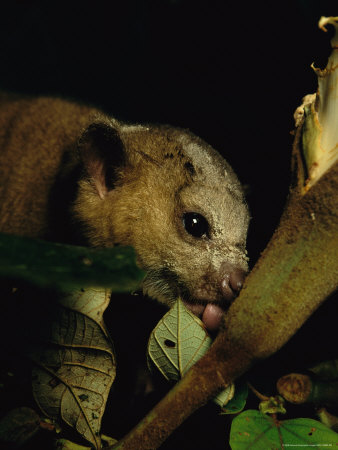 Buy A Kinkajou Laps up Balsa Blossom Nectar from a Hole Created by Parakeets at AllPosters.com