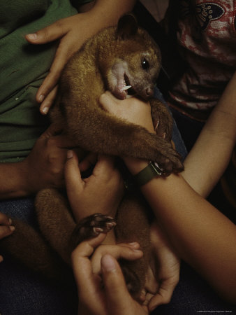 Buy A Pet Kinkajou in the Arms of Children in Parque Natural Metropolitano at AllPosters.com