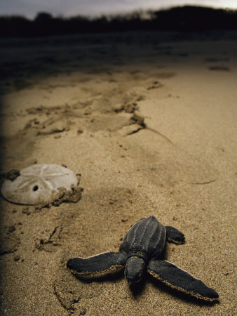 Buy Baby Leatherback Turtle on Beach Near Sand Dollar at AllPosters.com