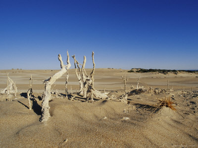 Buy Fossilized Plants Exposed by Mobile Dunes at AllPosters.com