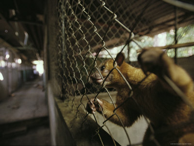Buy A Pet Kinkajou Hangs on its Cage at Parque Natural Metropolitano at AllPosters.com