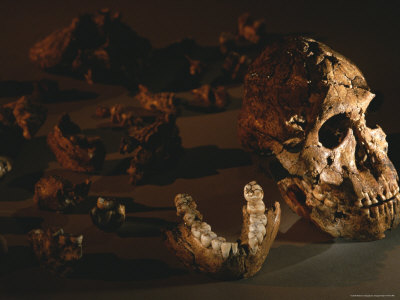 Buy A Two-Million-Year-Old Fossil of Australopithecus Robustus at AllPosters.com