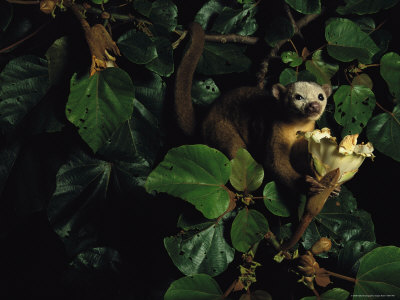 Buy A Kinkajous Face is Covered in Pollen from its Head-Diving Eating Practices at AllPosters.com