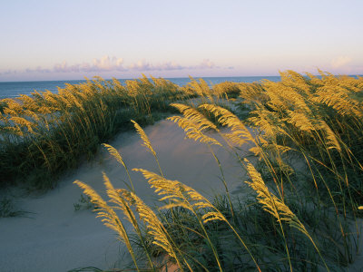 Buy Sea Oats, Dunes, and Beach at Oregon Inlet at AllPosters.com