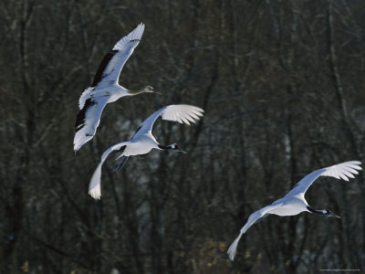 A Trio of Japanese or Red-Crowned Cranes Coming in for a Landing