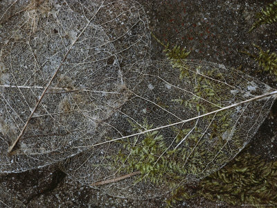 Buy Close View of Delicate Pacific Madrone Leaf Skeletons at AllPosters.com