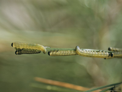 Europeon Sand Fly Caterpillars Feed on Branches of an Evergreen