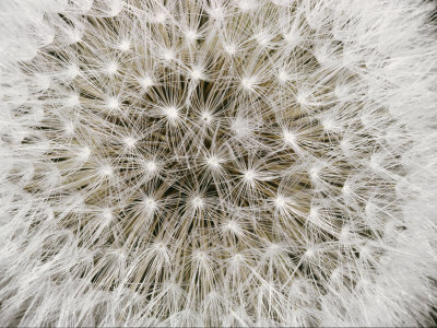 Buy Close View of a Dandelion Seed Head at AllPosters.com