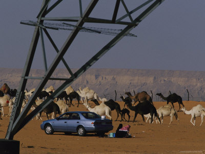 A Family Enjoys a Picnic Behind Their Car as a Camel Herd Passes By