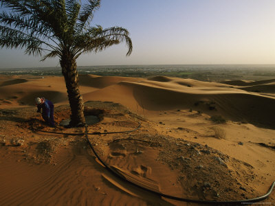 A Lone Palm Tree is Irrigated in the Desert of Saudi Arabia