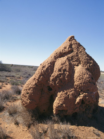 Buy A Termite Mound in Australia at AllPosters.com
