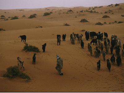 A Saudi Man Drives His Goat Herd Through the Desert