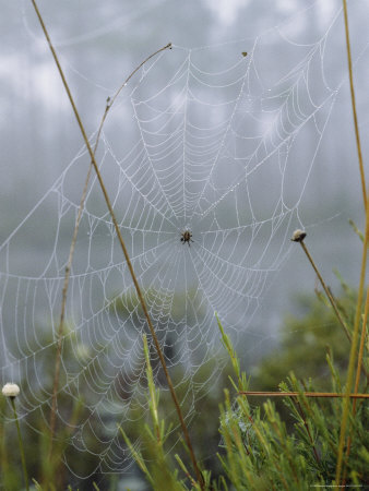 Buy Spider Web with Dew near Okefenokee Swamp Park, Georgia at AllPosters.com