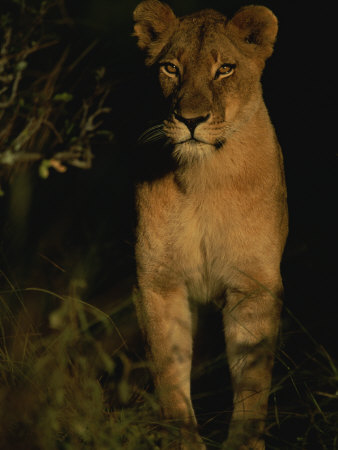 Portrait of an African Lioness in the Sun