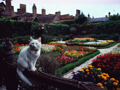 White Cat Perched on a Fence Overlooking the Gardens at Stratford-Upon-Avon, England