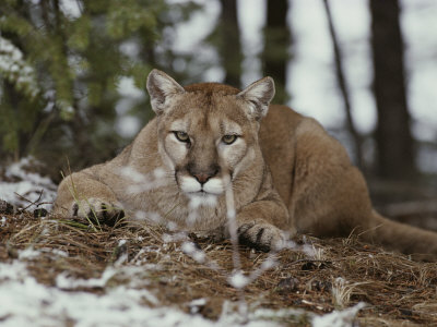 Buy Mountain Lion Stalks its Prey at AllPosters.com