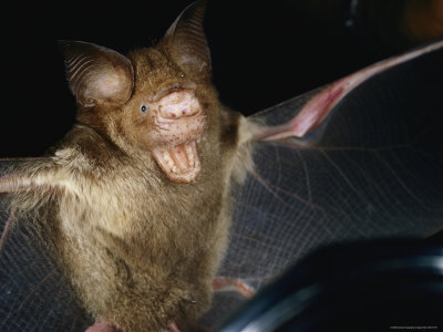 Buy A Leaf-Nosed Bat at AllPosters.com