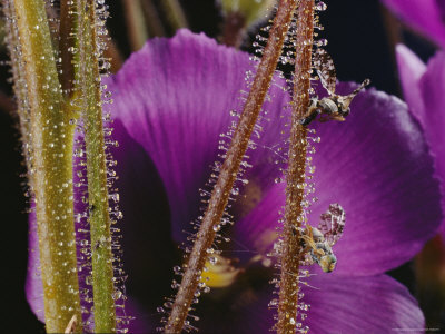 Buy Close-up of the Reed-Like Stems and Flower of a Byblis Plant at AllPosters.com