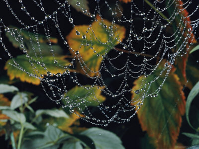 Buy Close-up of Portion of a Lacey Spiderweb Beaded with Dew at AllPosters.com