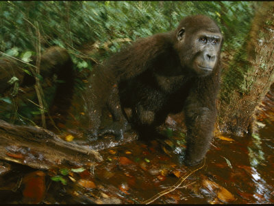 Juvenile Orphan Gorillas Playing at the Sanctuary