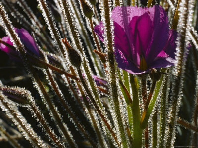 Buy Close-up of a Byblis Plant at AllPosters.com