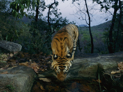 Indian Tiger Drinks from a Water Hole