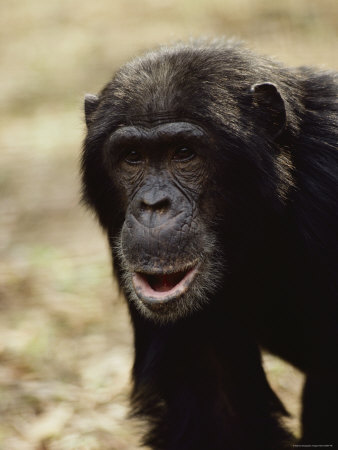Buy A Close-up of One of the Many Chimpanzees Studied by Jane Goodall at Gombe Stream National Park at AllPosters.com