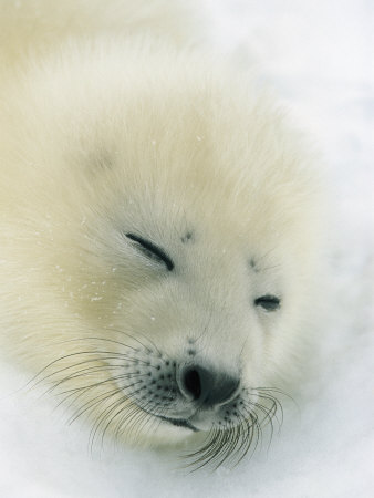 Resting Gray Seal Pup