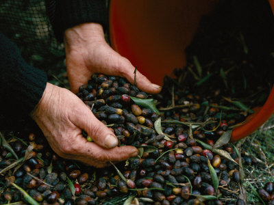 Buy Olives are Harvested for Olive Oil Production at AllPosters.com