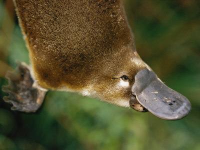 Buy An Elevated View of a Platypus Featuring its Bill at AllPosters.com
