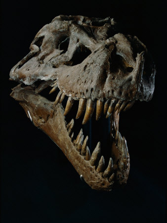 Buy Skull of a Tyrannosaurus Rex at AllPosters.com