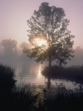 Buy The Sun Shines Through Early-Morning Fog onto Water Bordered by Trees and High Grass at AllPosters.com