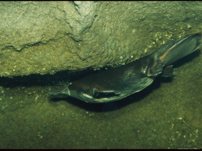 Buy An Underwater View of a Platypus at AllPosters.com