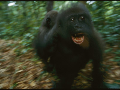 Juvenile Gorillas Playing at the Reserve